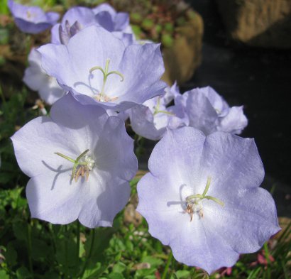 Campanula carpatica 'Kathy'